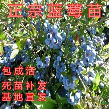 蓝莓苗