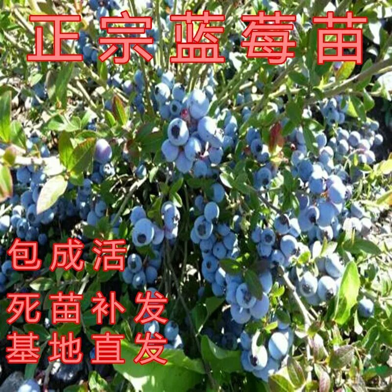 蓝莓苗