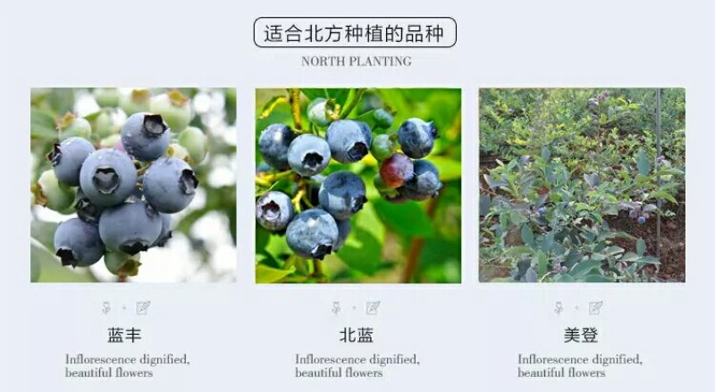 蓝莓苗