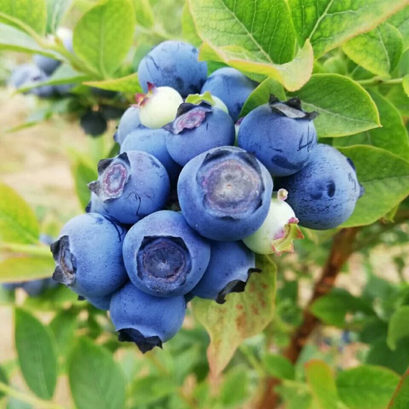 蓝莓苗
