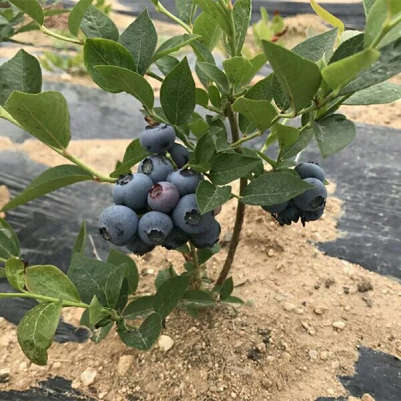 蓝莓苗