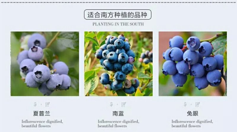 蓝莓苗