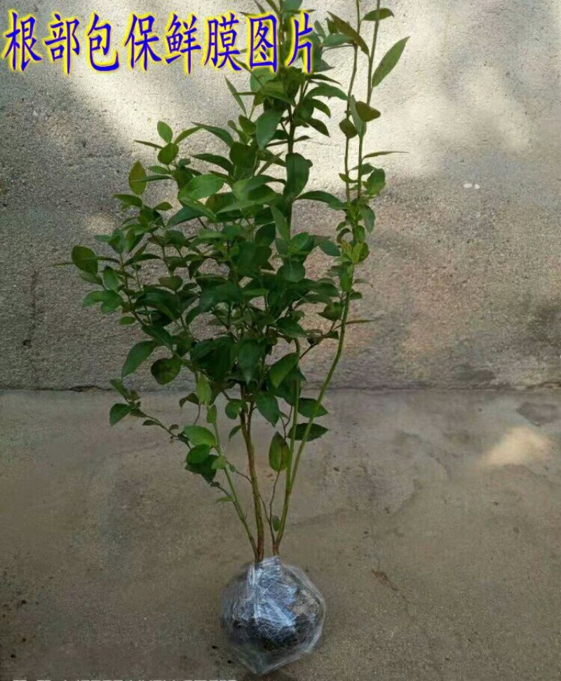 蓝莓苗