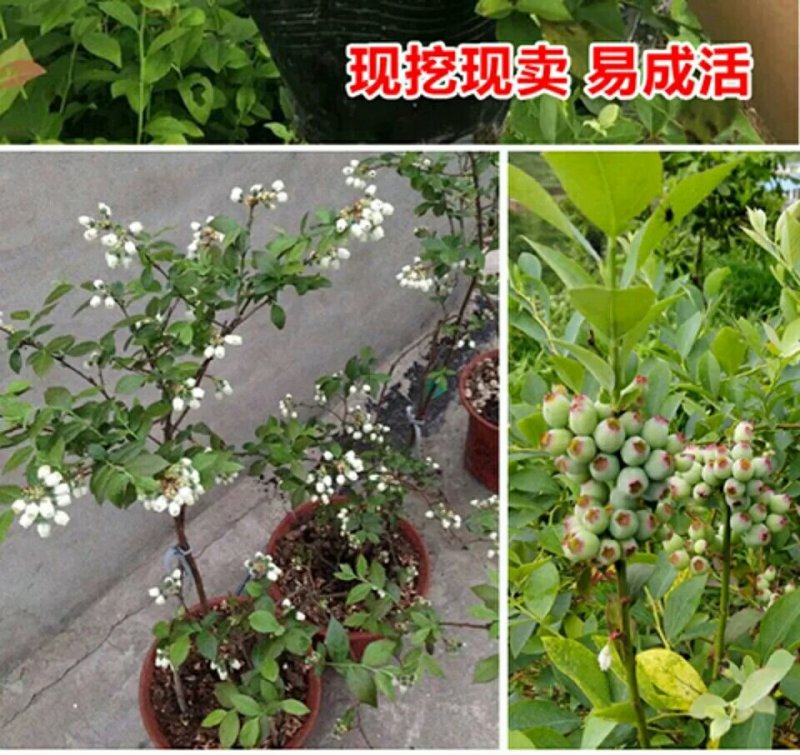 蓝莓苗