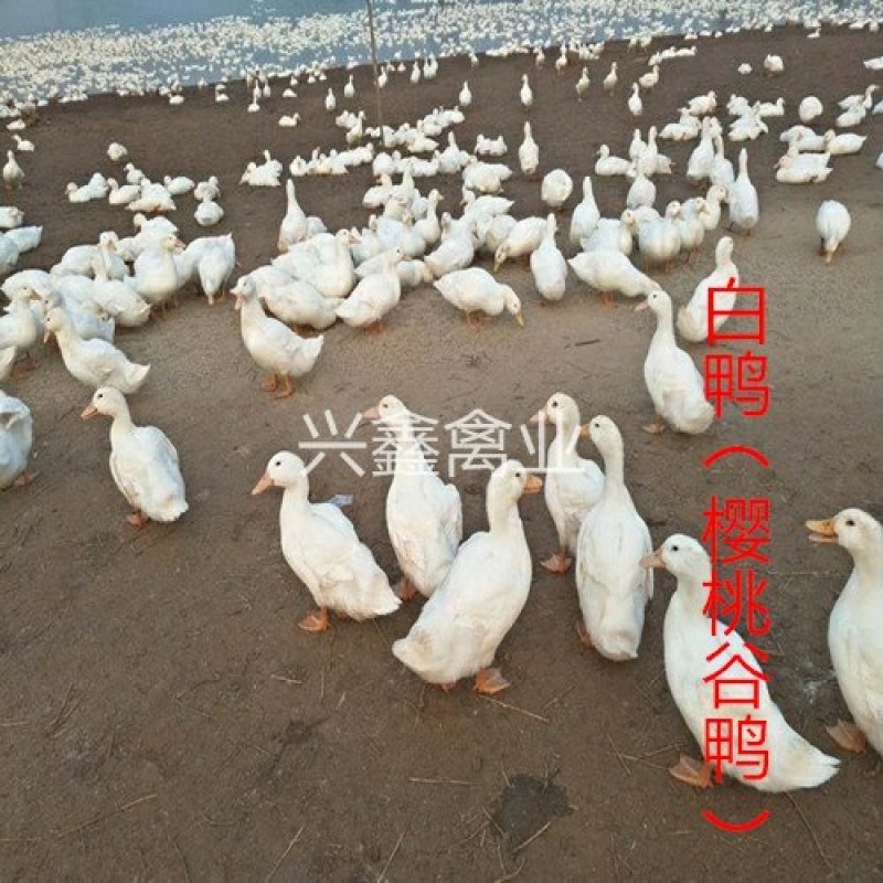 白鸭苗