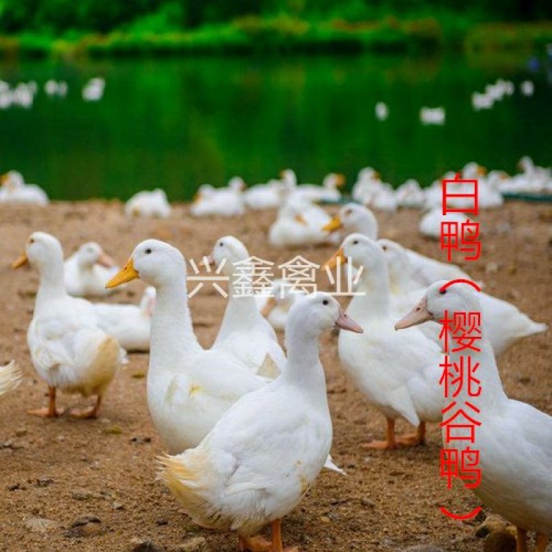 白鸭苗