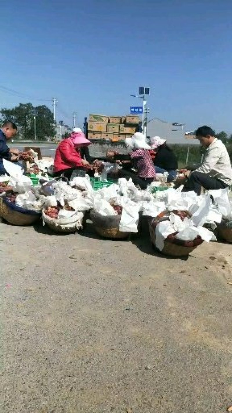 红提葡萄