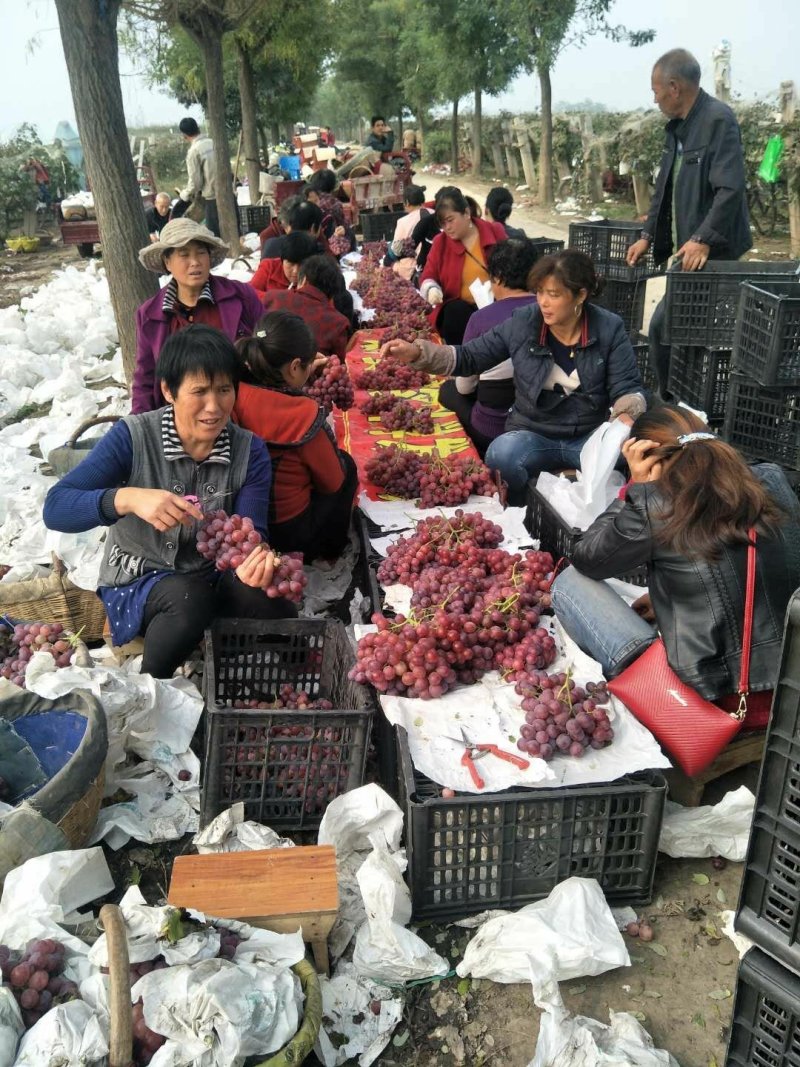 红提葡萄