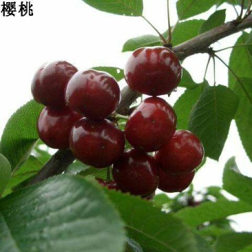 樱桃苗
