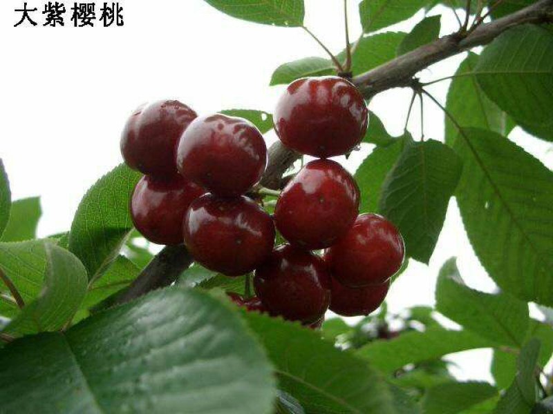 樱桃苗