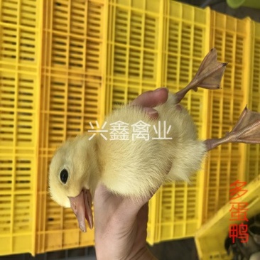 多蛋鸭苗