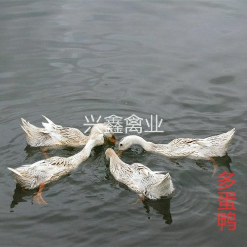 多蛋鸭苗