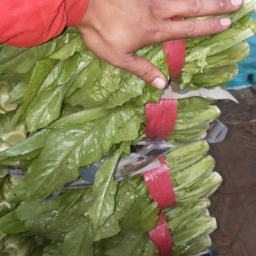 油麦