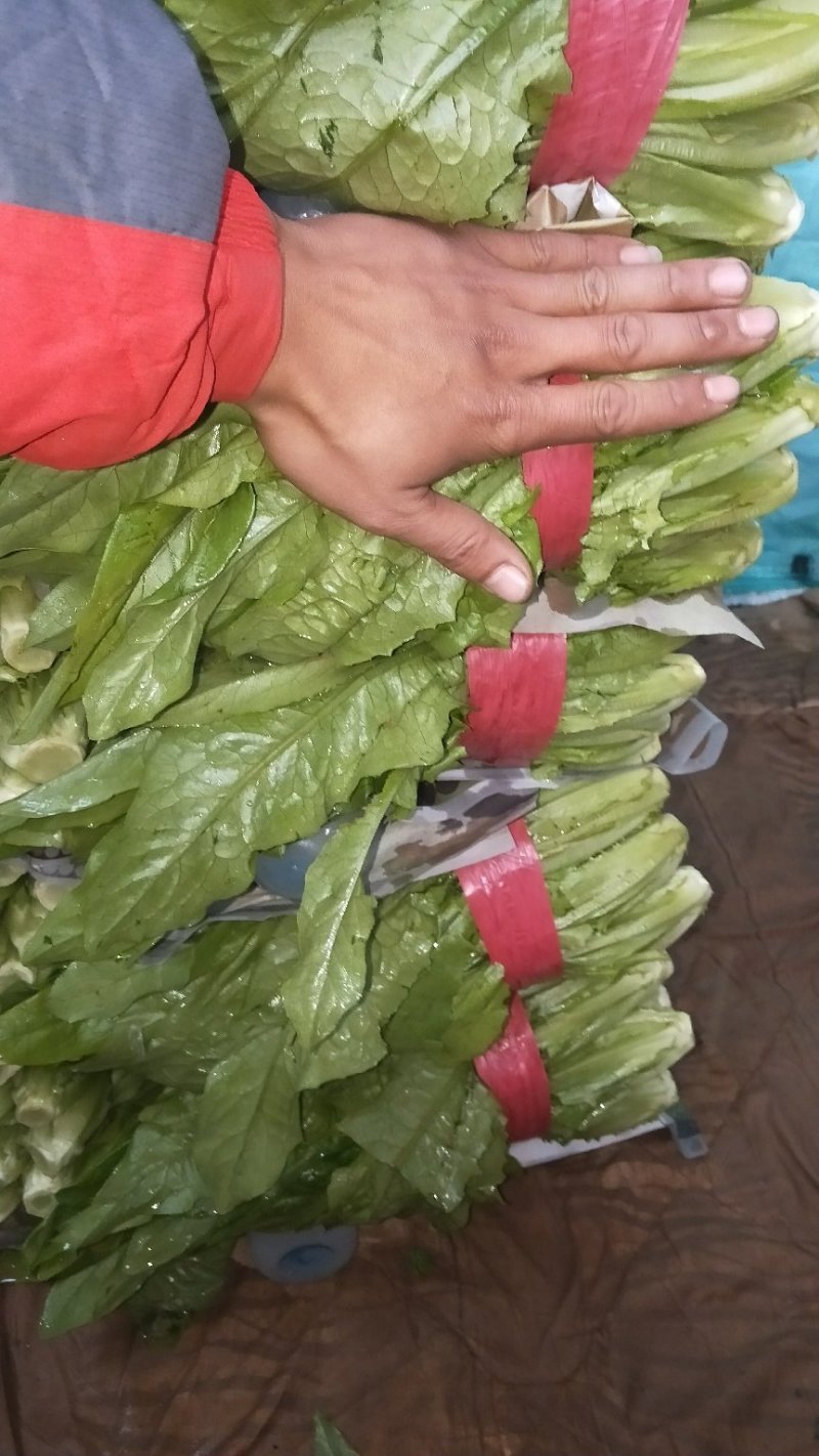 油麦