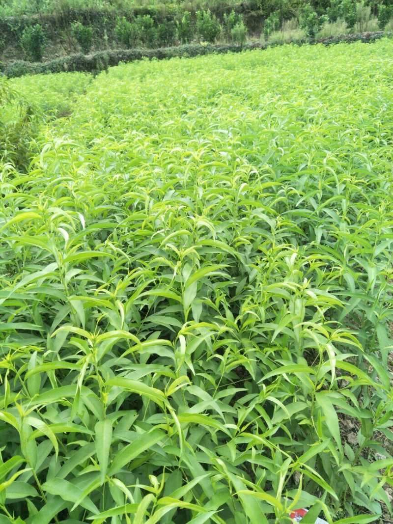 锦绣黄桃桃树苗50cm以上质量保证假一罚百