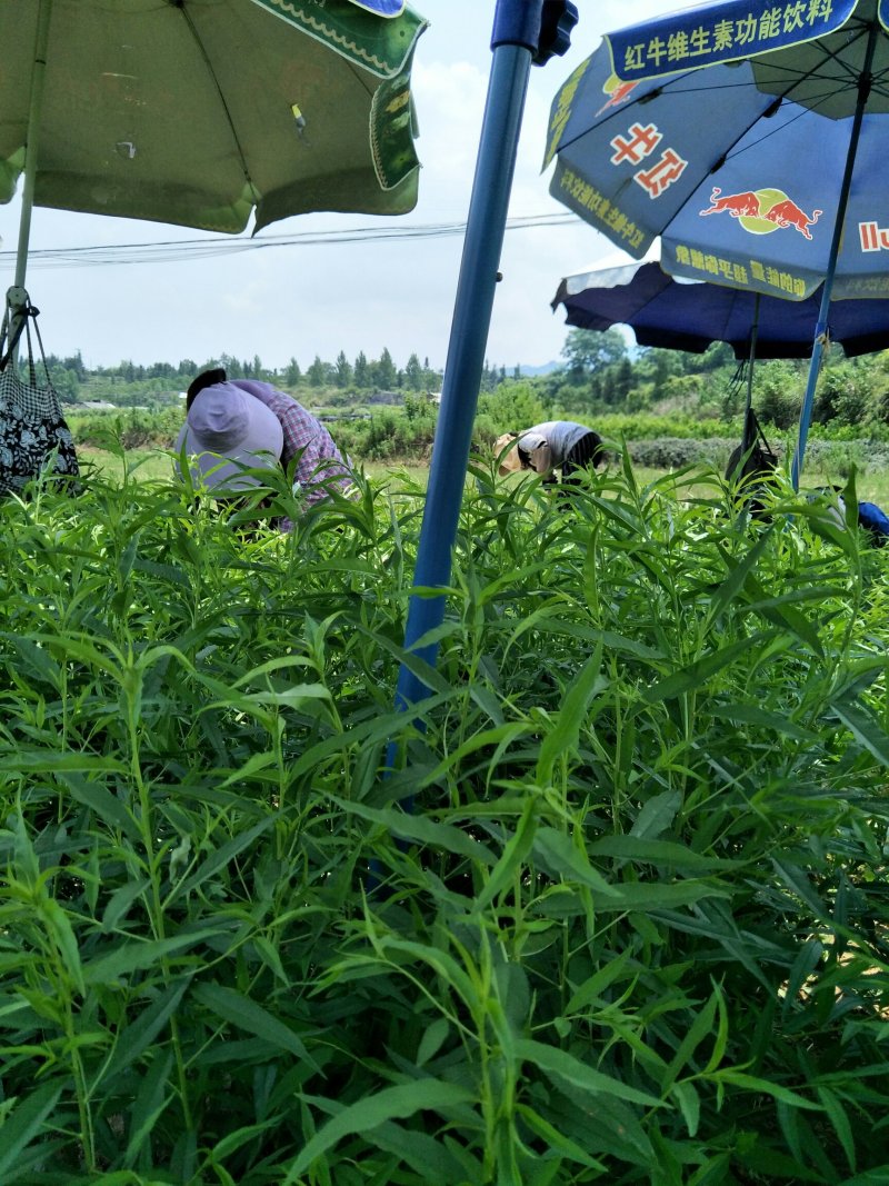 锦绣黄桃桃树苗50cm以上质量保证假一罚百