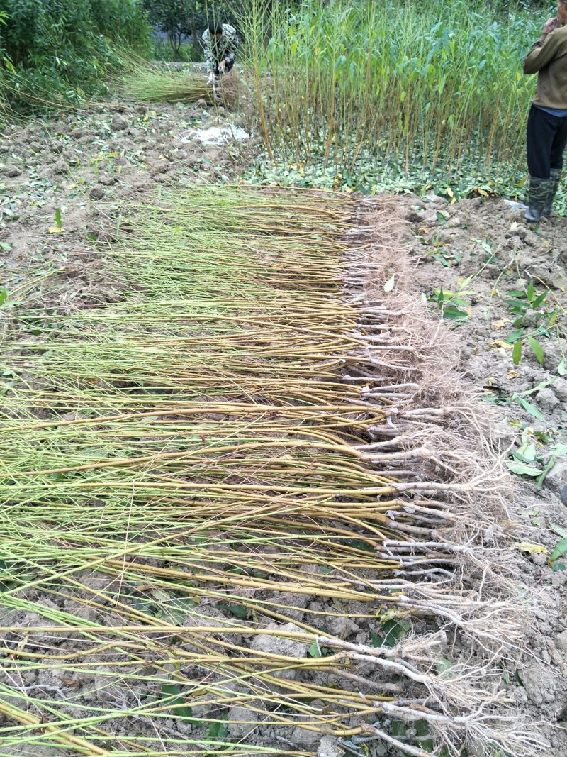 锦绣黄桃桃树苗50cm以上质量保证假一罚百