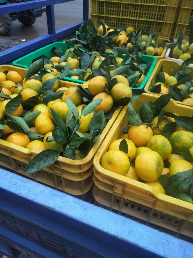 中熟蜜橘
