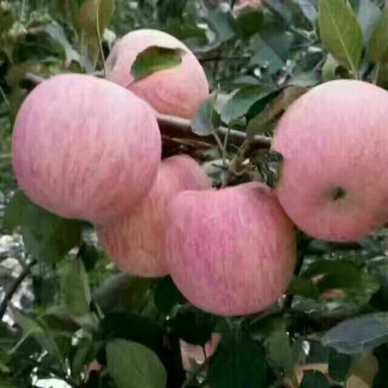 山东红富士苹果纸袋膜袋果型端整，质量保障