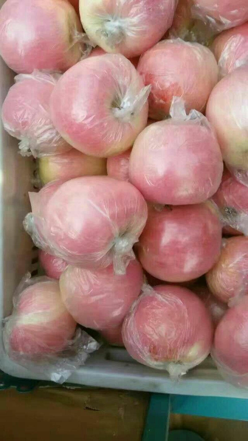 山东红富士苹果纸袋膜袋果型端整，质量保障