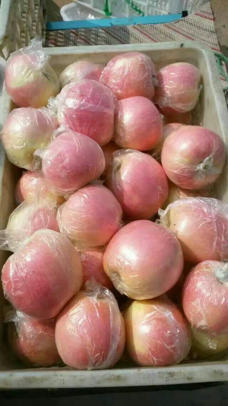 山东红富士苹果纸袋膜袋果型端整，质量保障