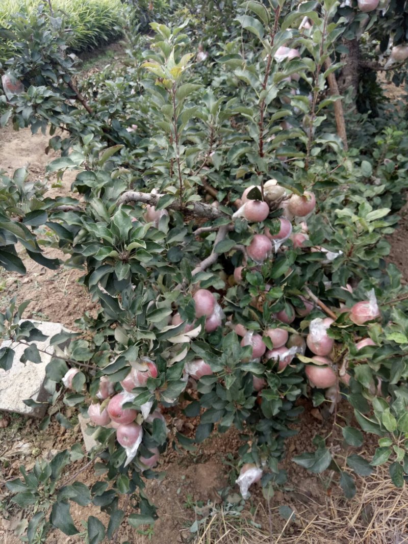 山东红富士苹果纸袋膜袋果型端整，质量保障