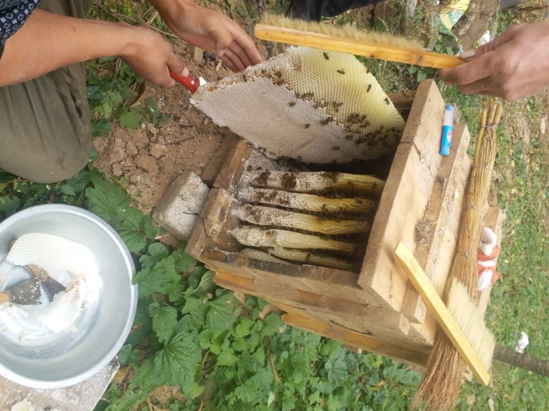 秦岭野生巢蜜，土蜂蜜，大量出售，