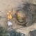 秦岭野生巢蜜，土蜂蜜，大量出售，