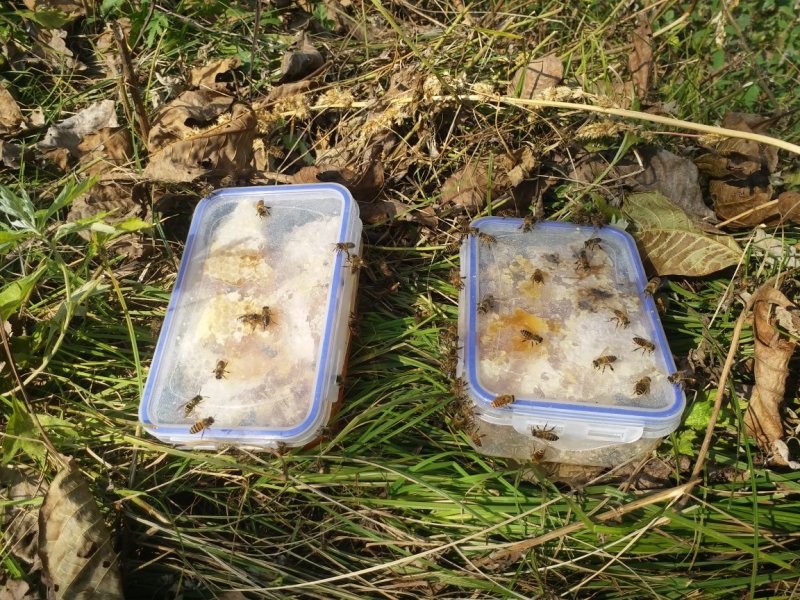 秦岭野生巢蜜，土蜂蜜，大量出售，