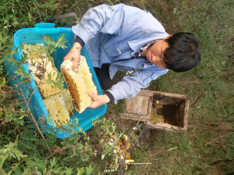 秦岭深山散养活框土蜂蜜41.5°左右