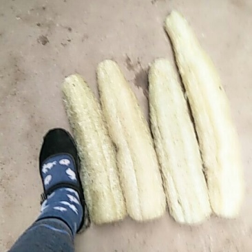 丝瓜络