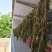 脱水马笕菜