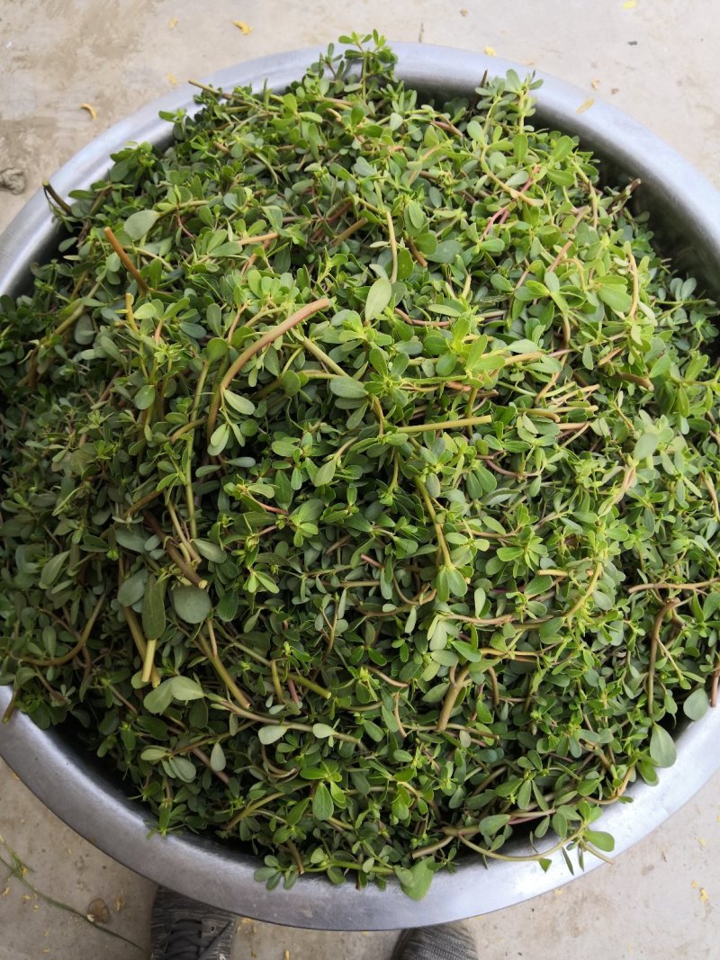 脱水马笕菜