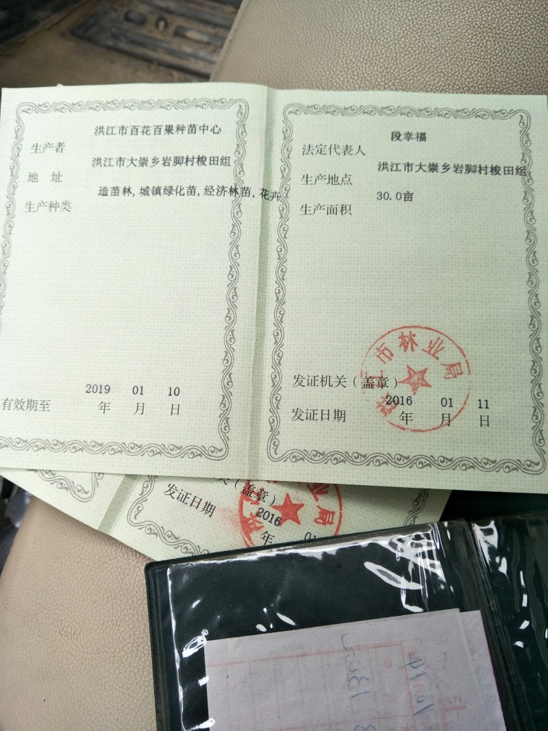 柑桔苗爱媛38红美人苗爱媛28苗根系好。