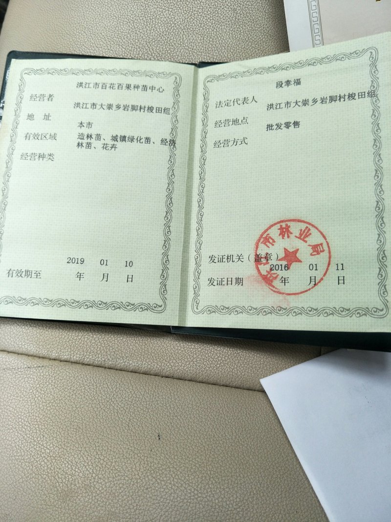 柑桔苗爱媛38红美人苗爱媛28苗根系好。