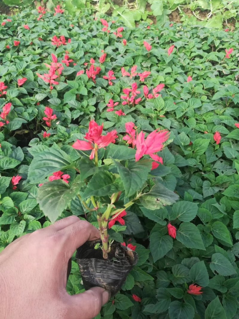 一串红双色盆，营养杯大量现货基地直销绿化工程花海打造