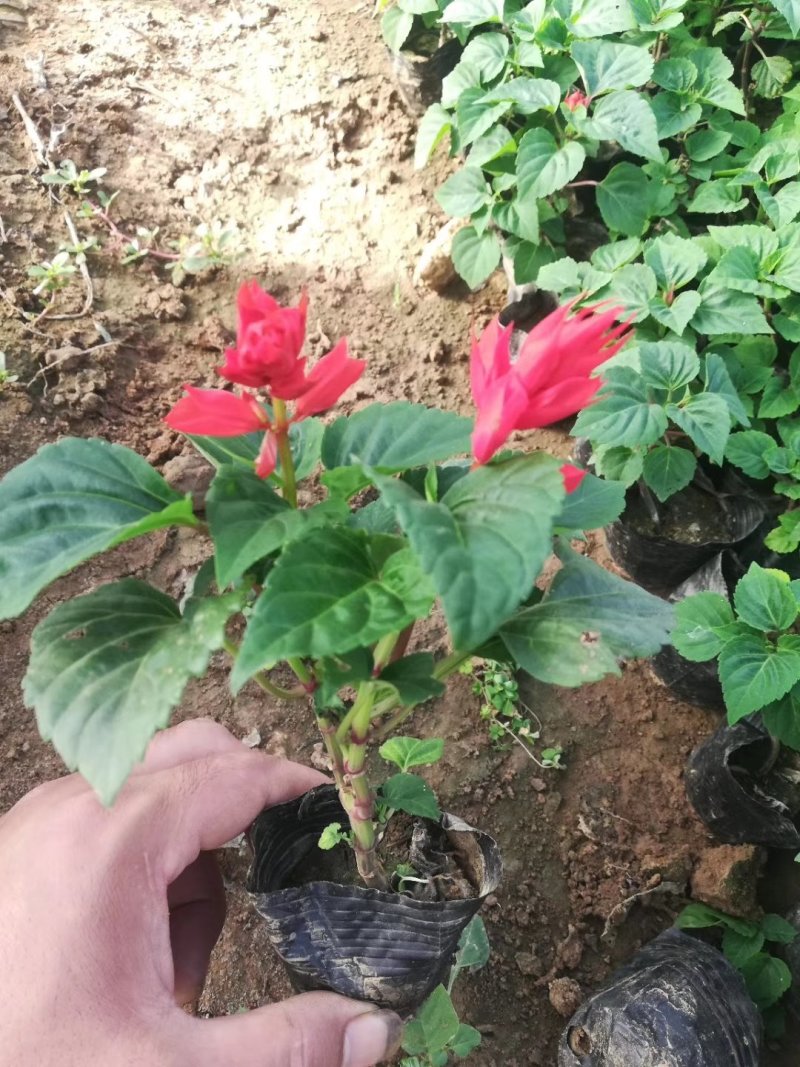 一串红双色盆，营养杯大量现货基地直销绿化工程花海打造