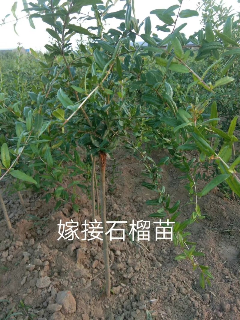 软籽石榴苗，包成活率，品质优，电话详谈，