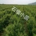 软籽石榴苗，包成活率，品质优，电话详谈，
