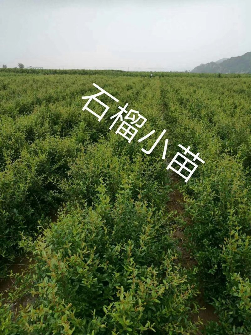 软籽石榴苗，包成活率，品质优，电话详谈，