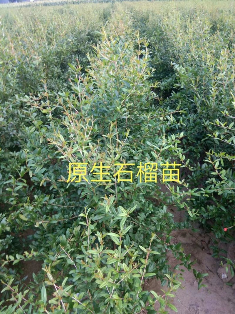 软籽石榴苗，包成活率，品质优，电话详谈，