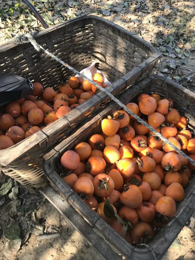 山东柿饼青州柿饼