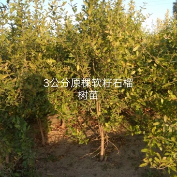 突尼斯软籽石榴树苗，易成活，根系发达，包成活率。