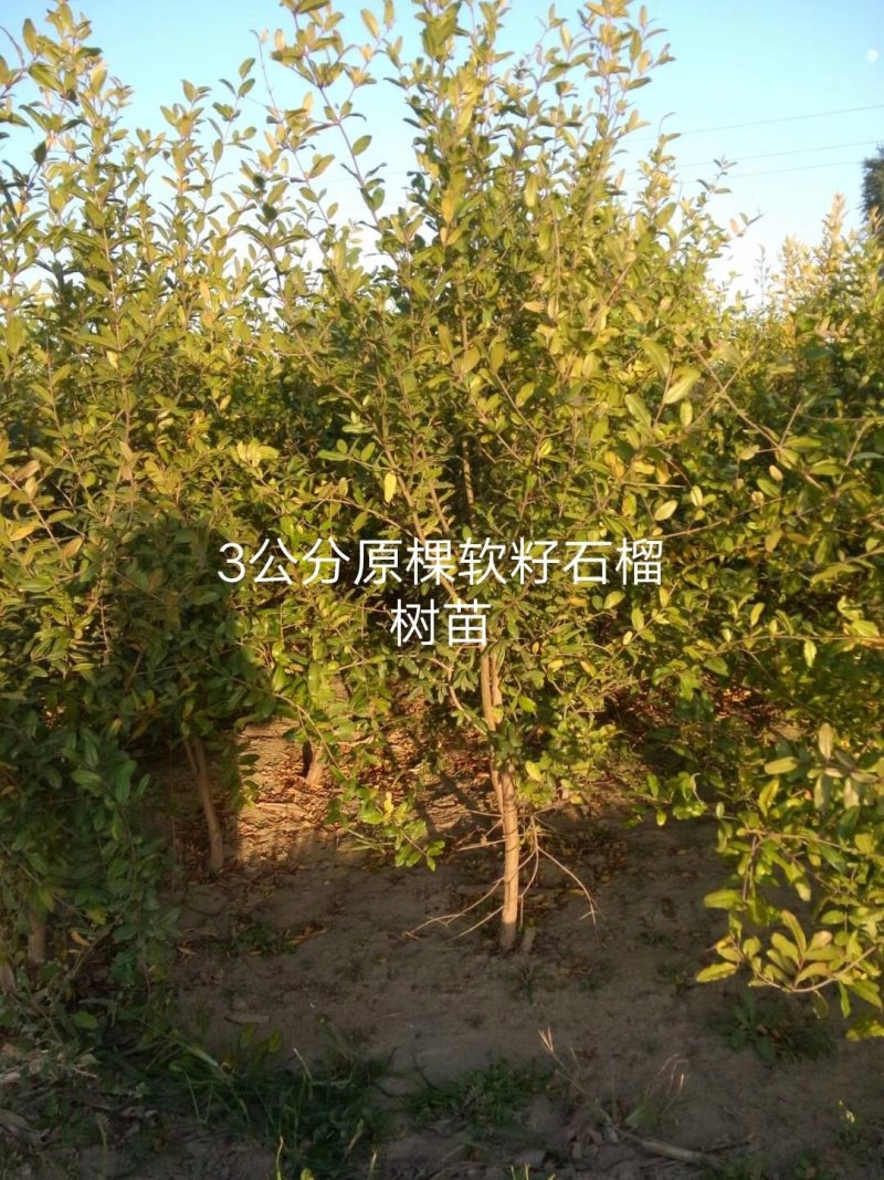 突尼斯软籽石榴树苗，易成活，根系发达，包成活率。