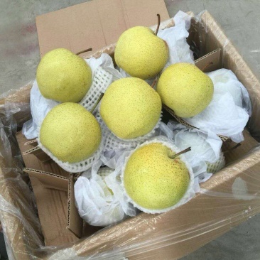 雪花梨大量货源质量很不错