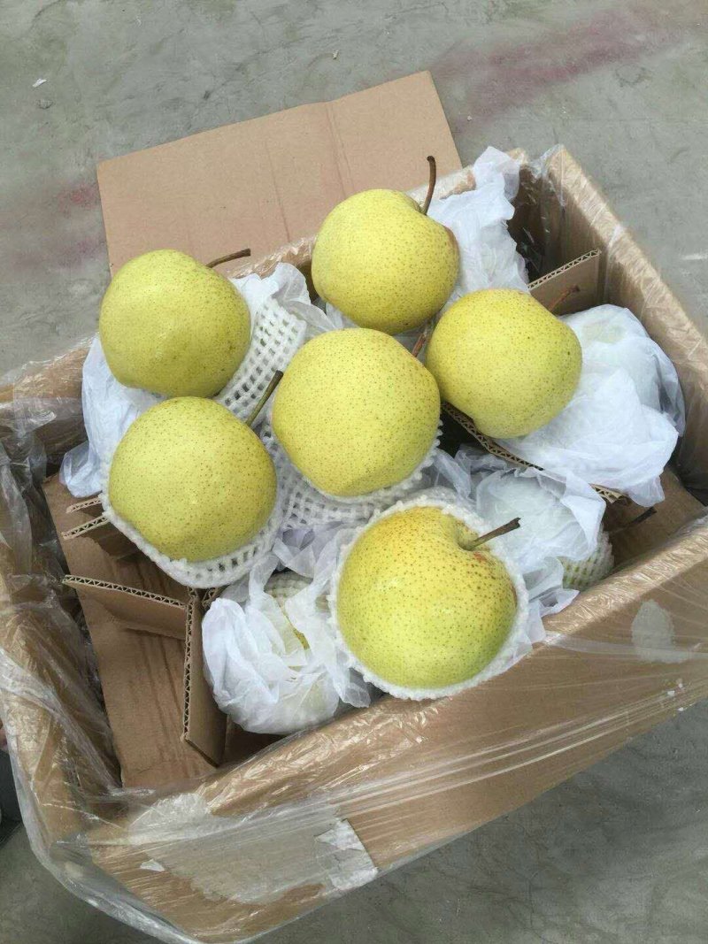 雪花梨大量货源质量很不错