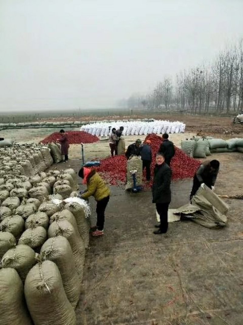 河南开封干辣椒总产区，原产地供货，代发全国各地商超。