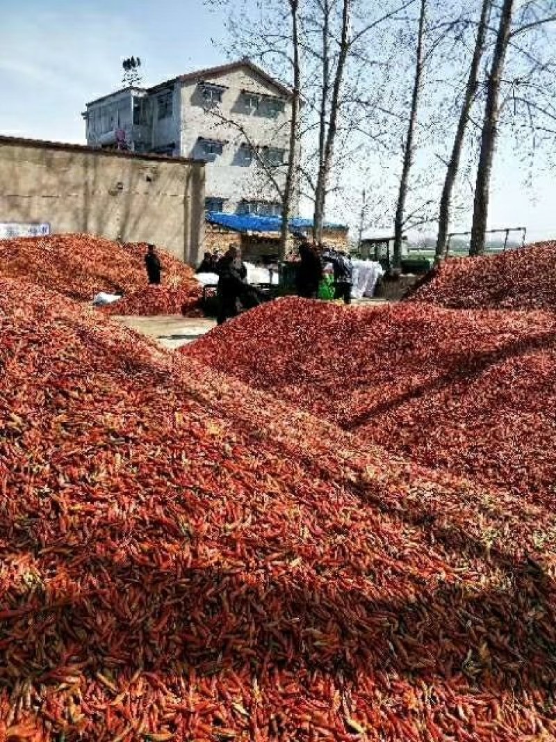 河南开封干辣椒总产区，原产地供货，代发全国各地商超。