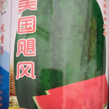 美国飓风西瓜种子抗病抗重茬丰产耐运输