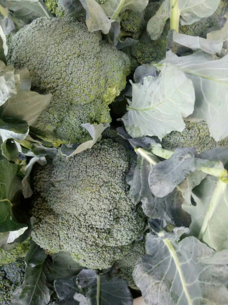 西蓝花新鲜上市，小米粒，短巴，货源充足质量可靠